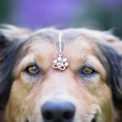 Collier Personnalisé pour Animal - Amour Inconditionnel